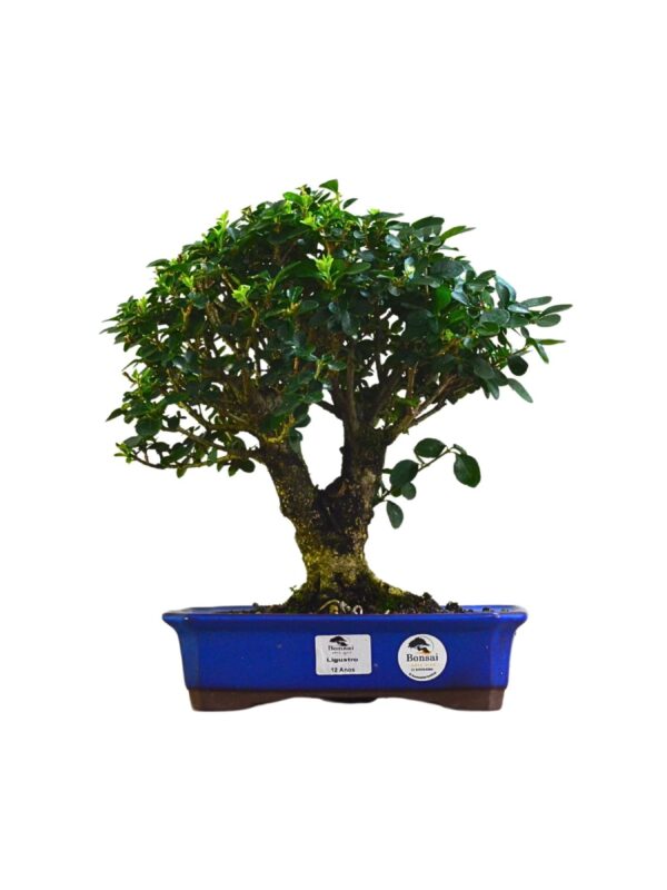 Bonsai Ligustro