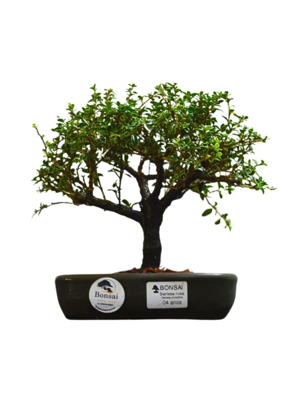 Bonsai Serissa rosa