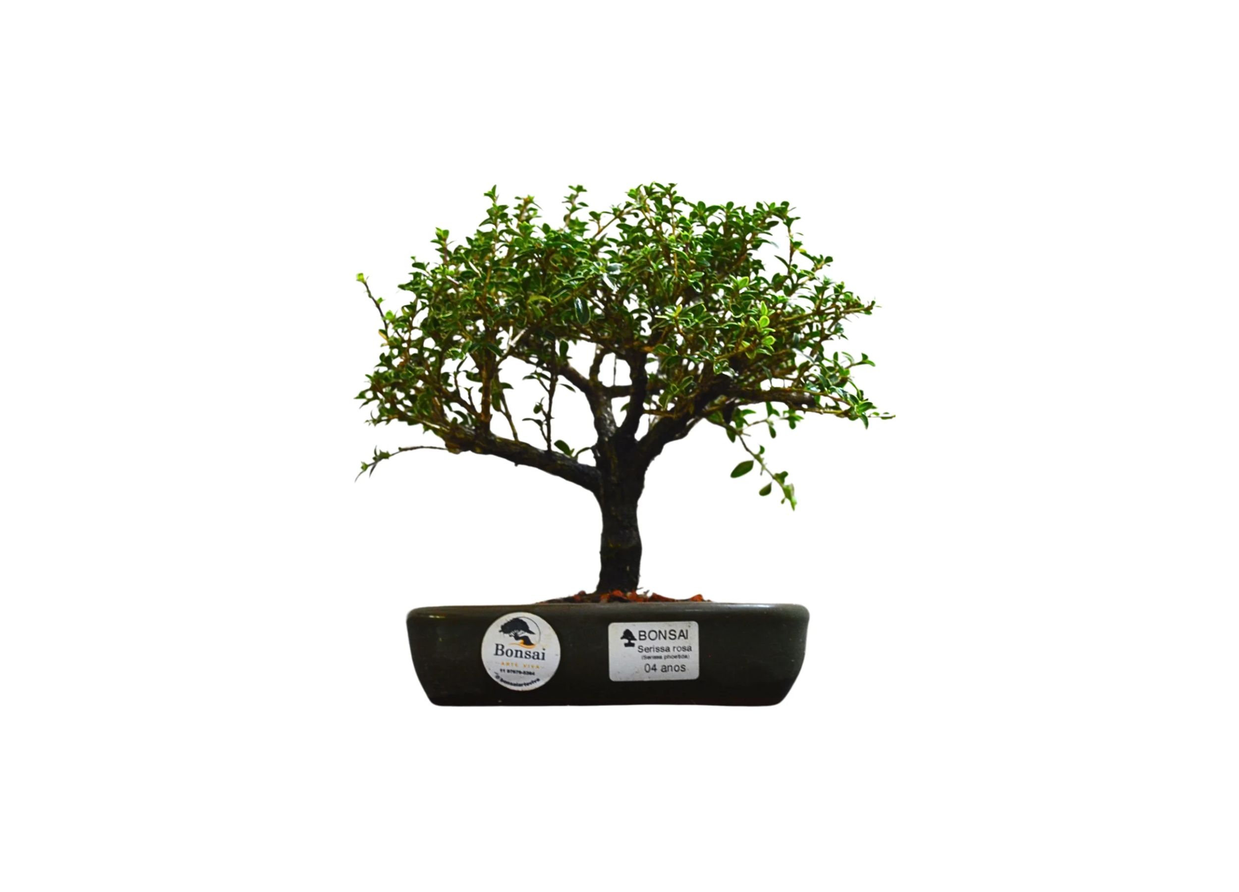 Serissa Chinesa 1 Bonsai Serissa rosa