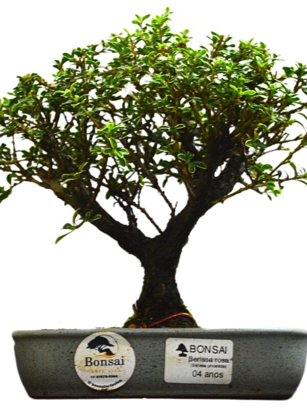 Bonsai Serissa Rosa