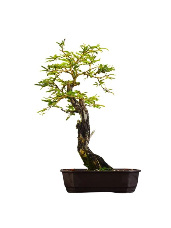 Pré Bonsai Caliandra Spinosa