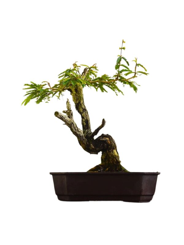 Pré Bonsai Caliandra Spinosa