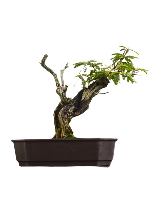 Pré Bonsai Caliandra Spinosa