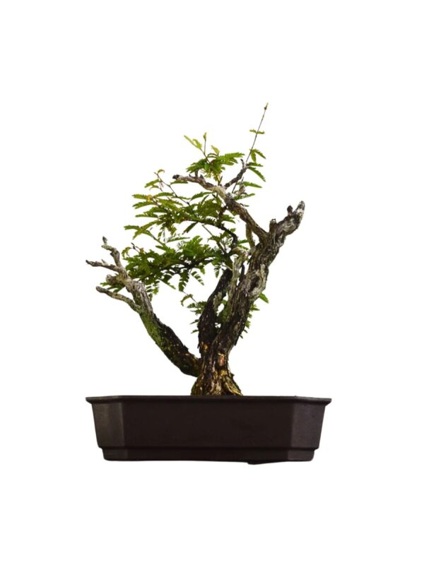 Pré Bonsai Caliandra Spinosa