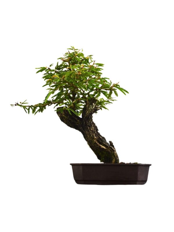 Pré Bonsai Caliandra Spinosa