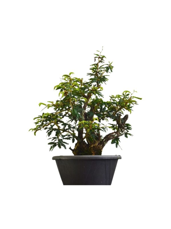 Pré Bonsai Caliandra Spinosa