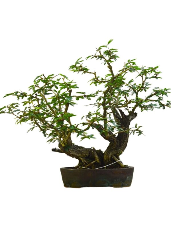 Bonsai Caliandra Spinosa