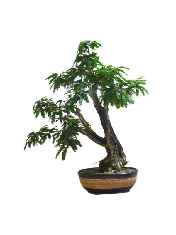 Bonsai Caliandra Spinosa