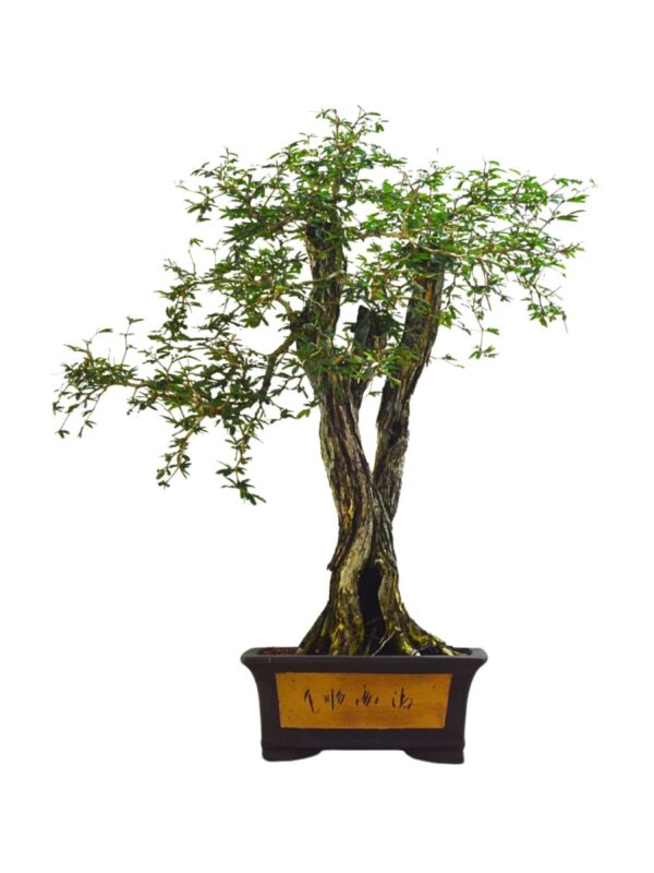 Bonsai Caliandra Spinosa