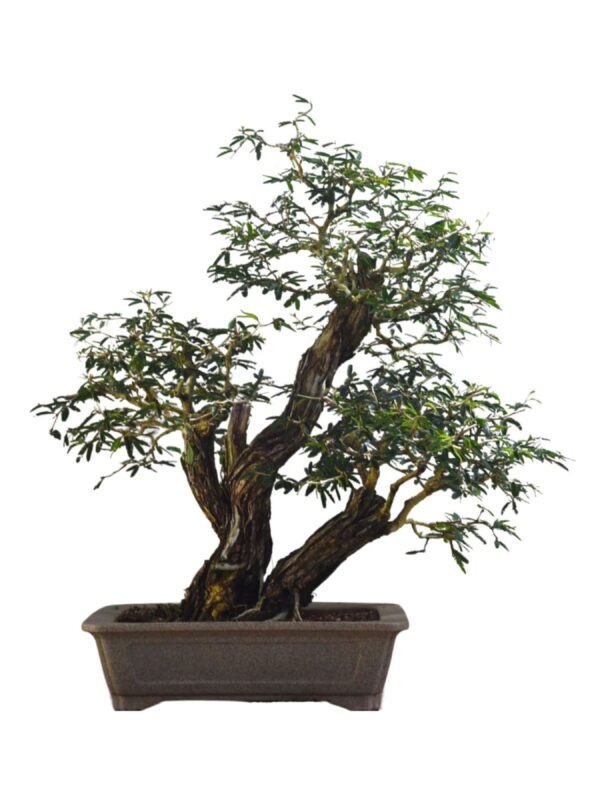 Bonsai Caliandra Spinosa