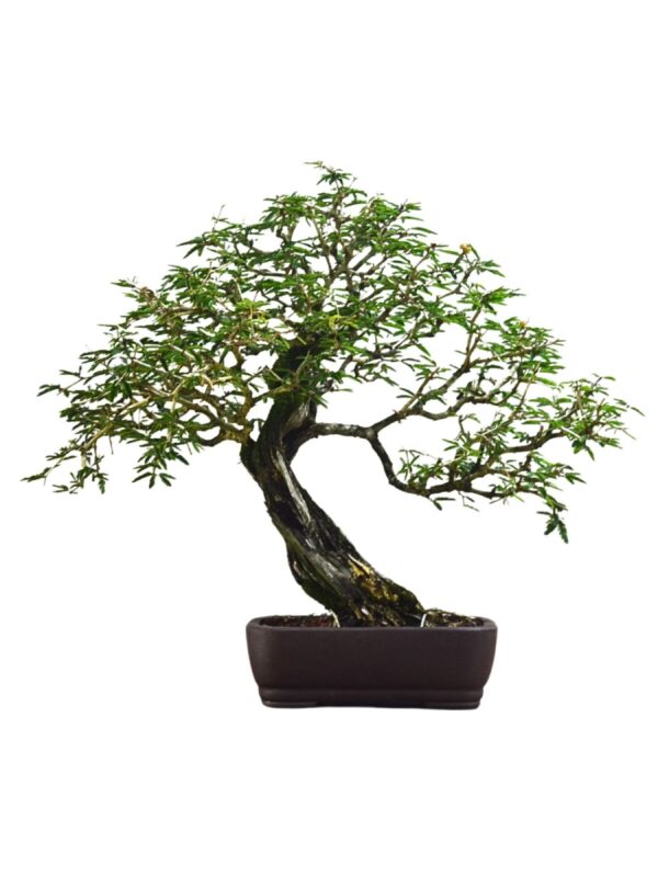 Bonsai Caliandra Spinosa