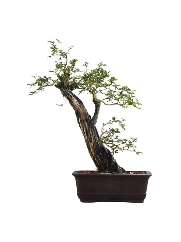 Bonsai Caliandra Spinosa