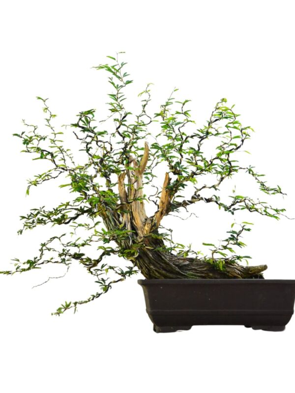 Bonsai Caliandra Spinosa