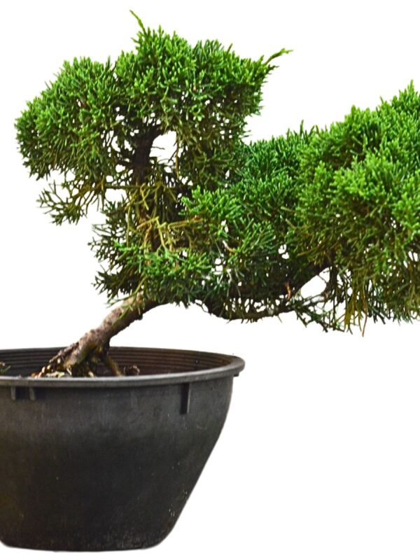 Pré Bonsai Shimpaku Kichu