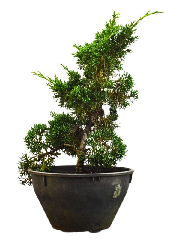 Pré Bonsai Shimpaku Kichu