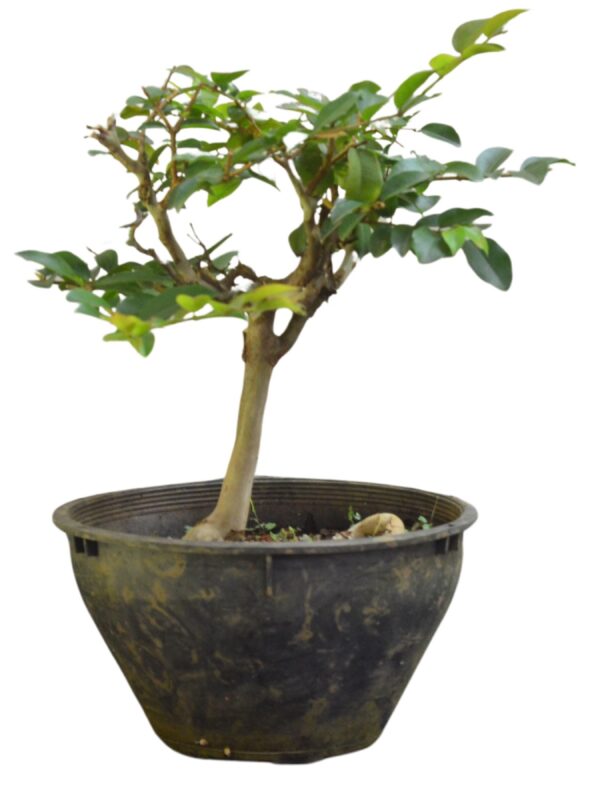 Bonsai Jabuticaba