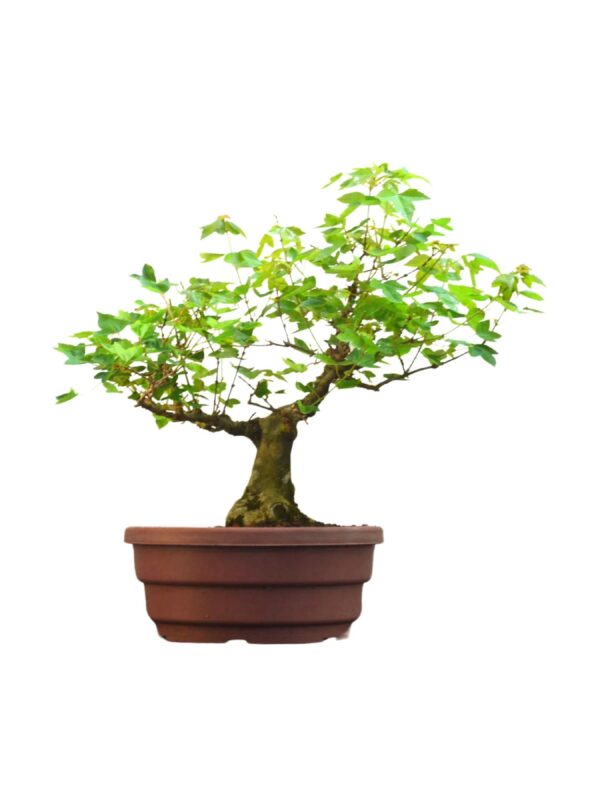 Pré Bonsai Acer Kaede