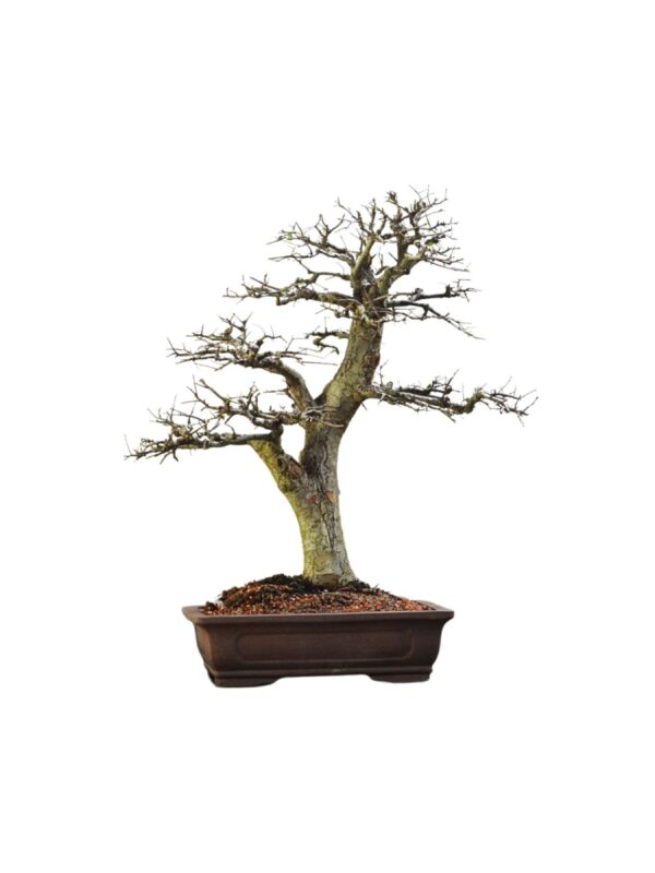 Bonsai Ulmos