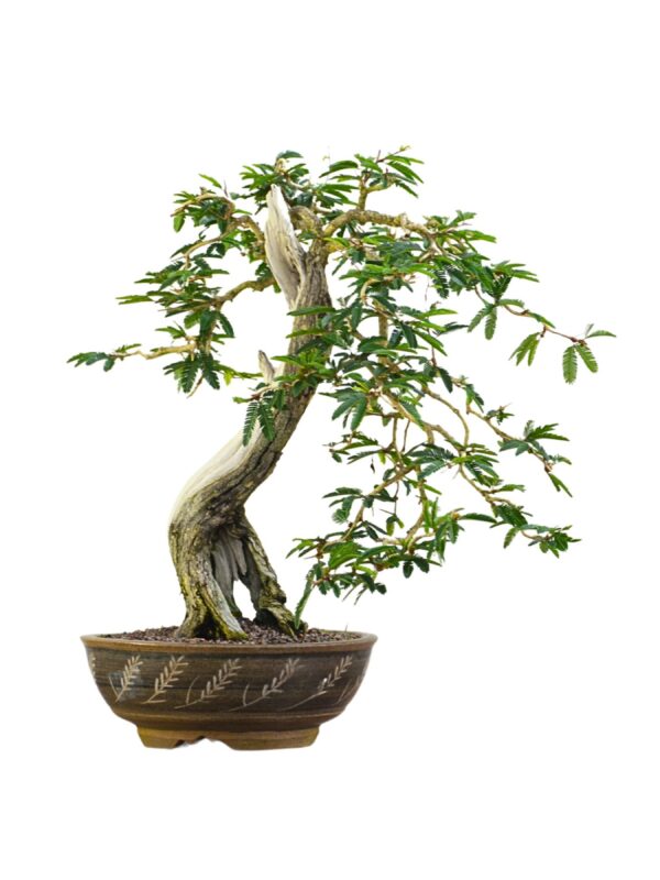 Bonsai Caliandra Spinosa