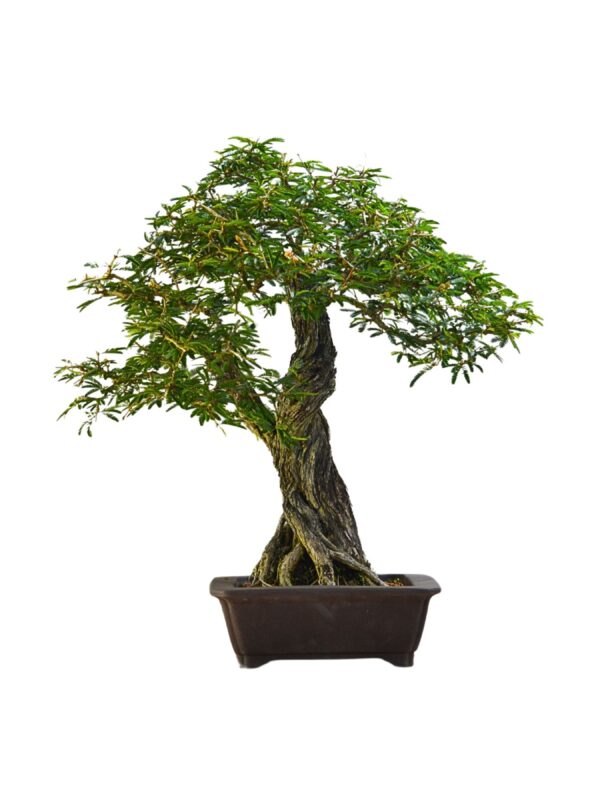 Bonsai Caliandra Spinosa