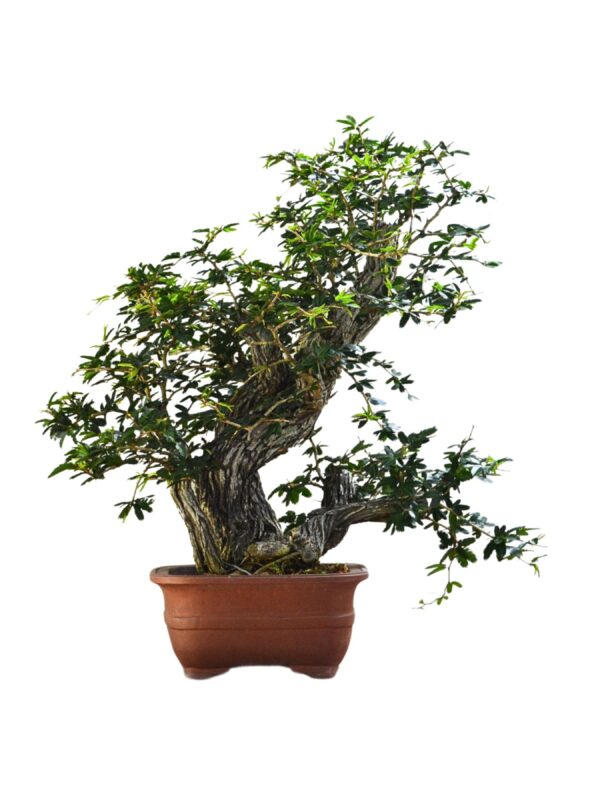 Bonsai Caliandra Spinosa