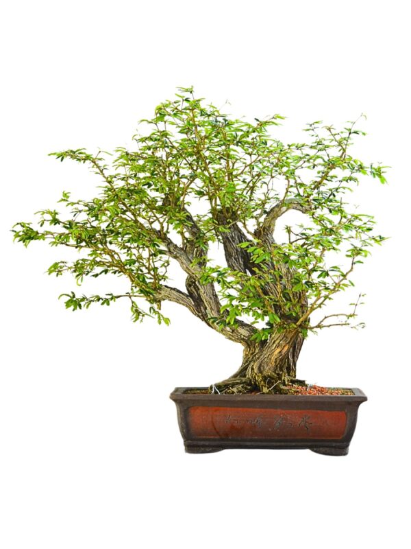 Bonsai Caliandra Spinosa