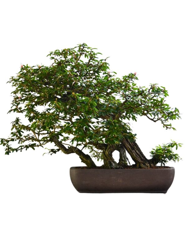 Bonsai Caliandra Spinosa