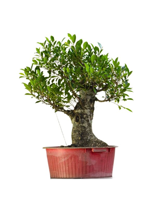 Pré Bonsai de Ficus