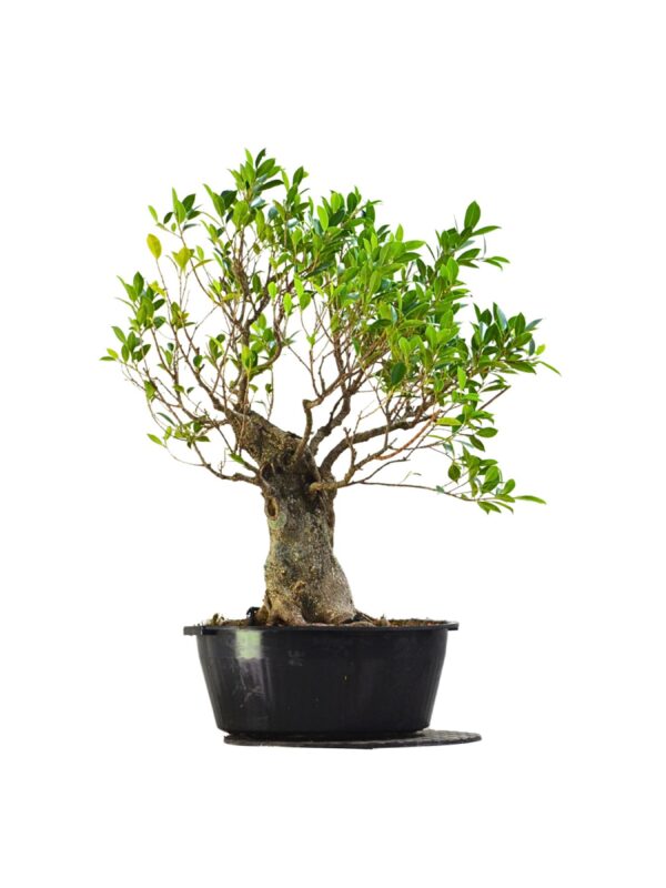 Pré Bonsai de Ficus