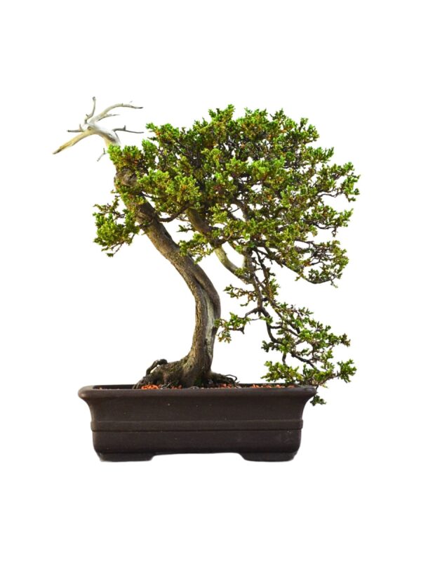 Bonsai Juniperus Procumbens