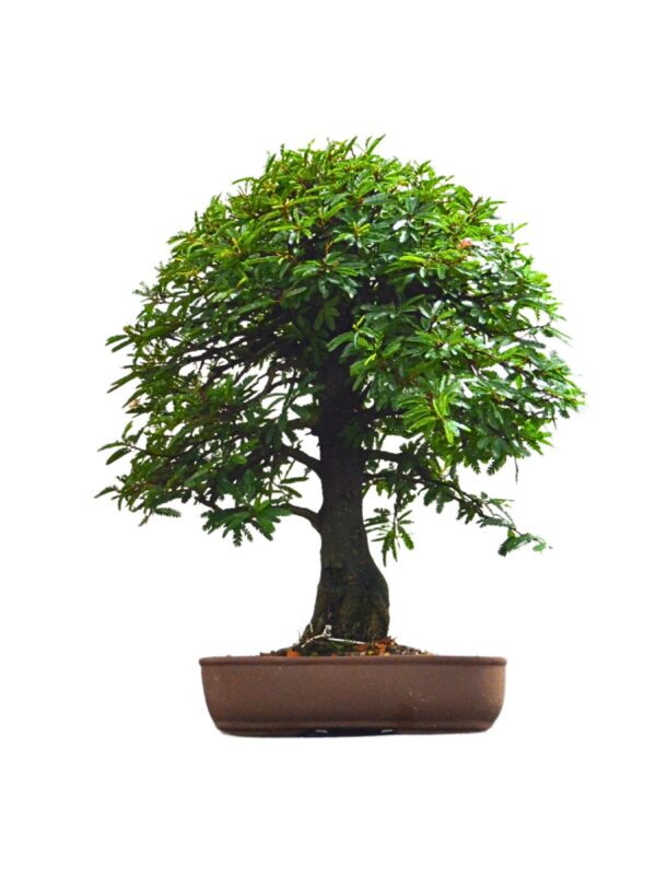 Bonsai Caliandra Rosa