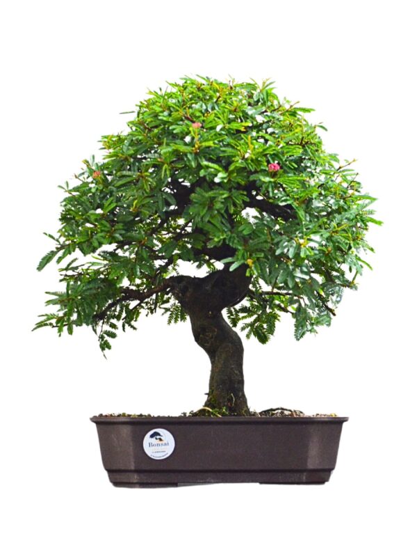 Bonsai Caliandra Rosa