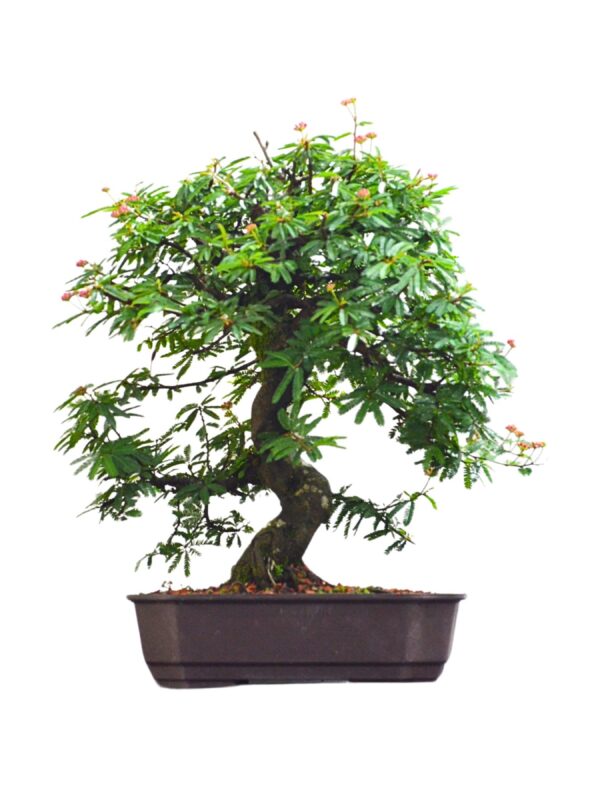 Bonsai Caliandra Rosa