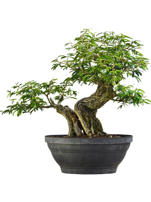 Bonsai Caliandra Spinosa