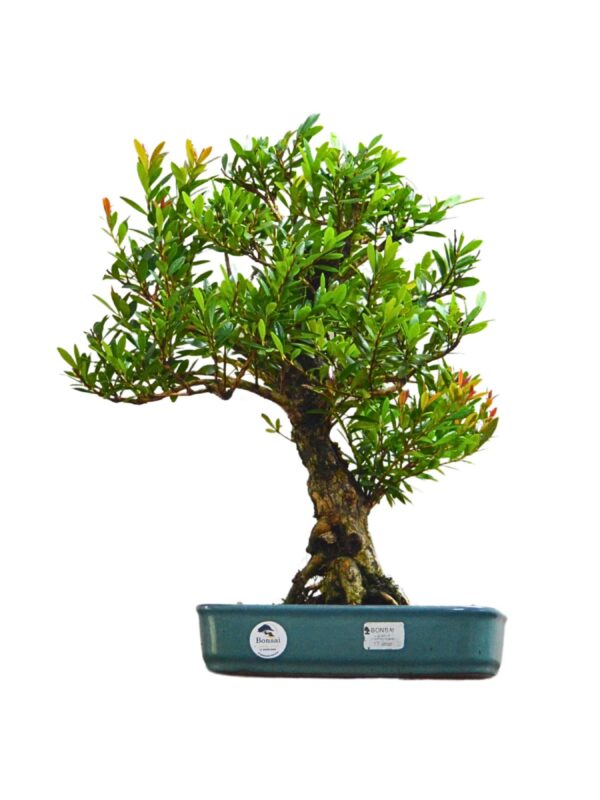 Bonsai Cereja Anã