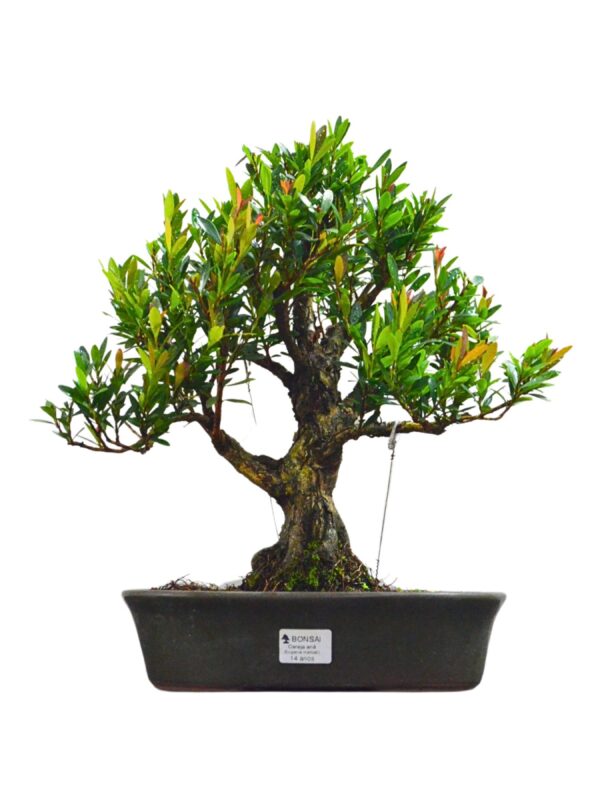 Bonsai Cereja Anã