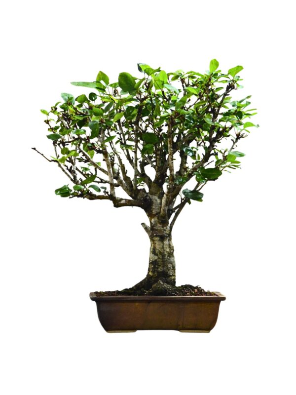 Bonsai de Macieira