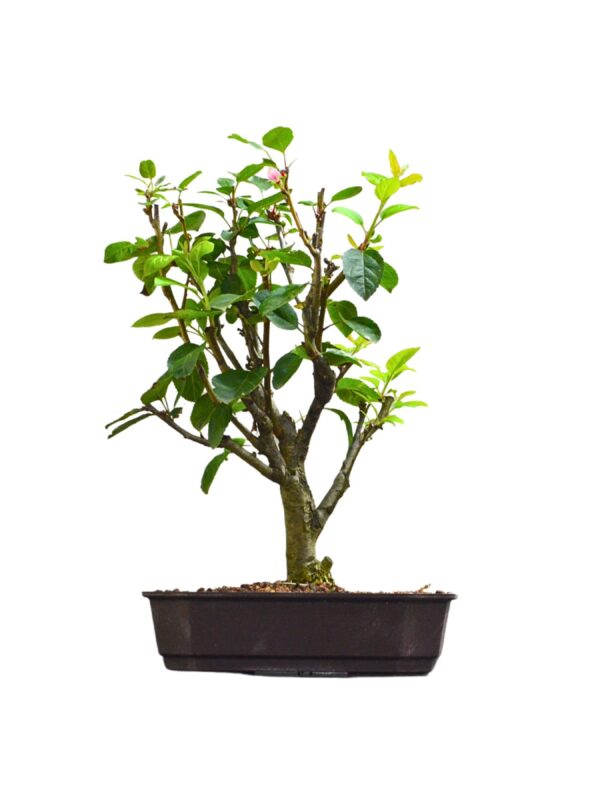 Bonsai de Macieira