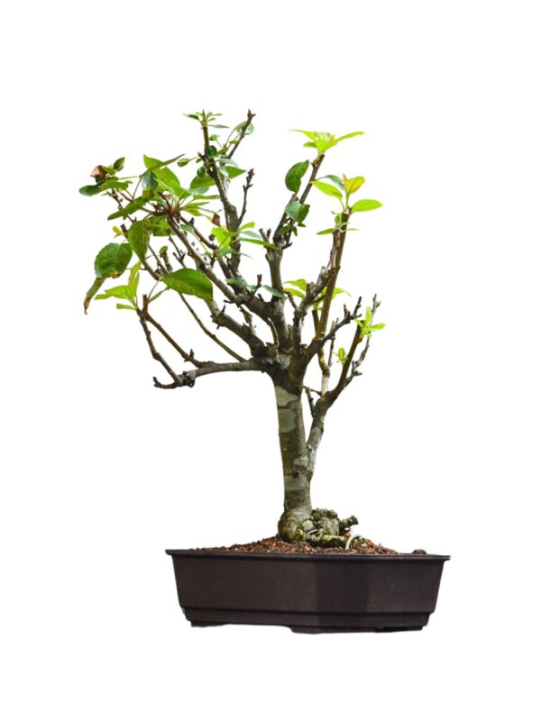 Bonsai de Macieira