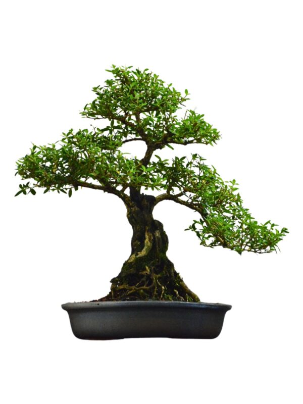 Bonsai Serissa Chinesa