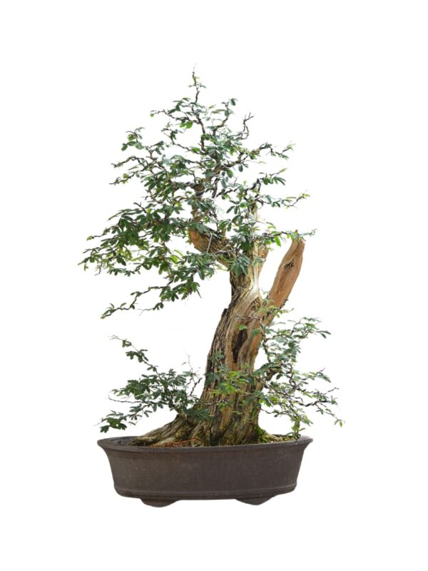 Bonsai Caliandra Spinosa