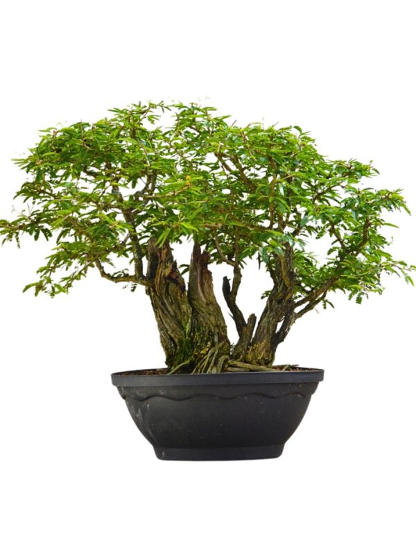 Bonsai Caliandra Spinosa