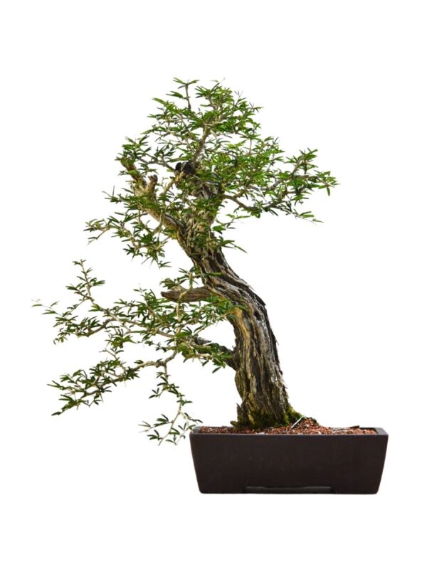 Bonsai Caliandra Spinosa