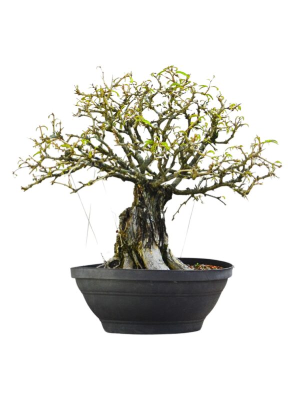 Bonsai Caliandra Spinosa