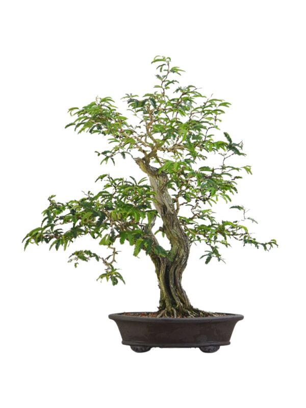 Bonsai Caliandra Spinosa