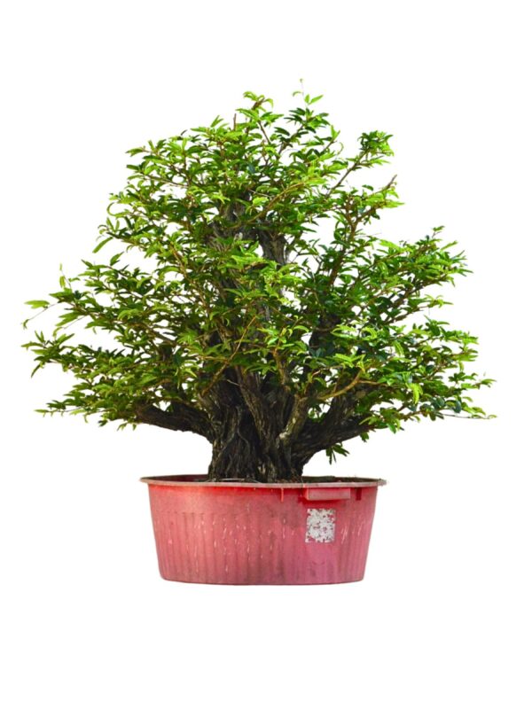 Bonsai Caliandra Spinosa