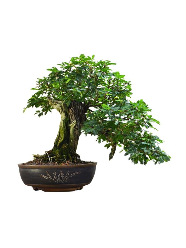 Bonsai Caliandra Spinosa