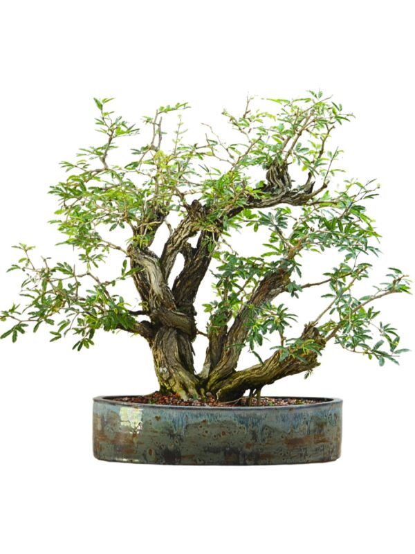 Bonsai Caliandra Spinosa