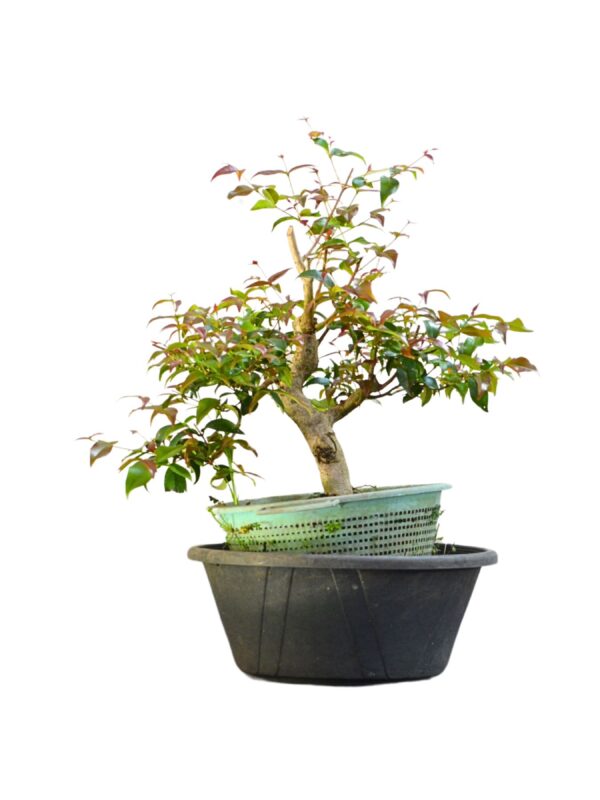 Pré Bonsai Pitanga Negra