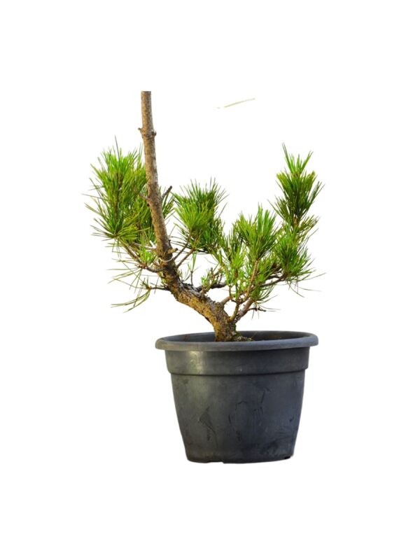 Pré Bonsai Pinheiro Negro